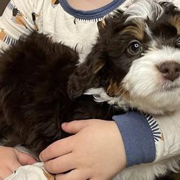 Bernedoodles and Goldendoodles from Diamond's Doodles
