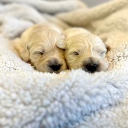 Miss Meyers - Light golden female Golden Retriever puppy in Midlothian, Texas from Brightest Days