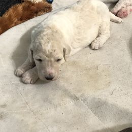 Poodle Puppies from Southern Standards