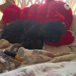 Cavapoo, Cockapoo, Maltipoo, and Poodle Puppies from Heavenly Puppies to Love