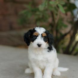 Scottie - female Australian Mountain Doodle puppy in Dalton, Ohio from Haven Doodles