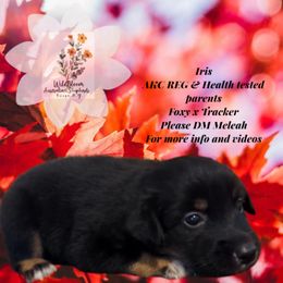 Iris - Black tri-color female Australian Shepherd puppy in Owego, New York from WildBloom Australian Shepherds