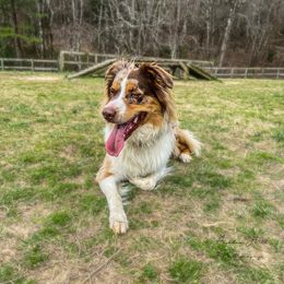 Australian Shepherd All Grown Up from K&A Farms