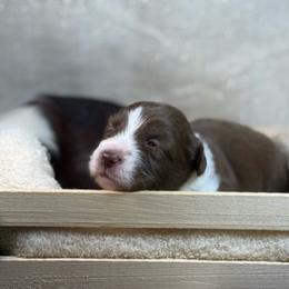 Green Collar - Liver and white male American Corgi puppy in Nashville, Arkansas from Whisenhunt Farms