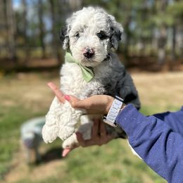 Bernedoodle Puppies from Bernedoodle Bliss
