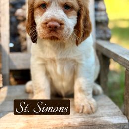 St. Simons - Lemon and white male English Springer Spaniel puppy in Uvalda, Georgia from Willow Creek Farms