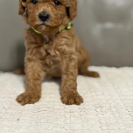 Boy 3 - Apricot male Goldendoodle puppy in Sacramento, California from Golden Heart Doodles