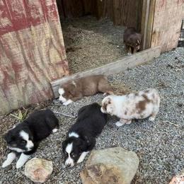 Aussiedoodle and Australian Shepherd Puppies from RoseWest Farms