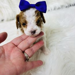 Sugarplum - Red female Cavapoo puppy in Nixa, Missouri from Davis Family Doodles