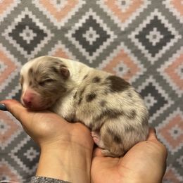 Australian Shepherd Puppies from Sublime Australian Shepherds