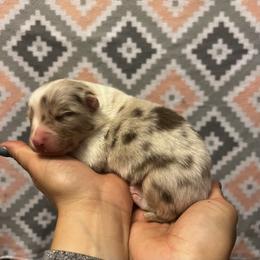 Australian Shepherd Puppies from Sublime Australian Shepherds