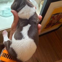 Grit - Liver roan male German Shorthaired Pointer puppy in San Antonio, Texas from Alvarado Farm Kennels, LLC
