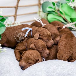 Cavapoo and Poodle Puppies from Freckle Paw Poodles