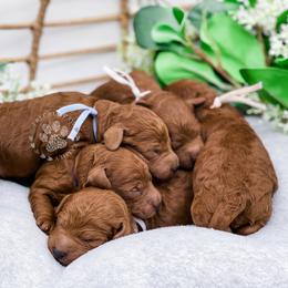 Cavapoo and Poodle Puppies from Freckle Paw Poodles