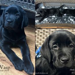 Wasp - Yellow Collar, Black Female - 3,500 - Black female Labrador Retriever puppy in Eaton Rapids, Michigan from Higher Ground Labradors