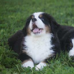 Bernese Mountain Dog Puppies from Lonesome Pine Farm
