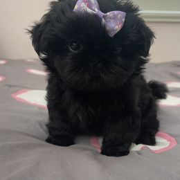 Shih Tzu Puppies from Crystal's Shih Tzus