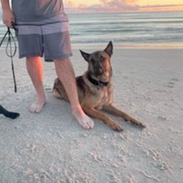Belgian Malinois and German Shepherds from OBrien Malinois and Shepherds