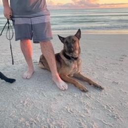Belgian Malinois and German Shepherds from OBrien Malinois and Shepherds