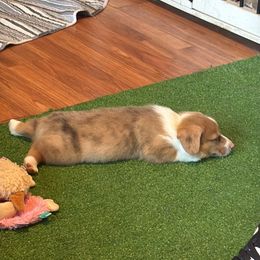 Pembroke Welsh Corgi Puppies from Carolina cotton candy corgis
