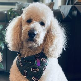 Goldendoodles and Poodles from Hamrick Standards