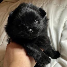 Dutch - Black male Pomeranian puppy in Springfield, Missouri from Hope Mountain Pomeranians