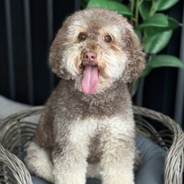 Darby - Australian Labradoodle