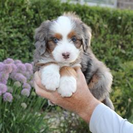 Cheyenne - Blue merle female Bernedoodle puppy in Eagle Mountain, Utah from Fur Real Puppies.