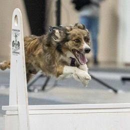 Eevee - Border Collie