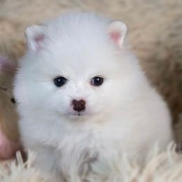 Miranda - White female Pomeranian puppy in Pavilion, New York from Calverton Pomeranians