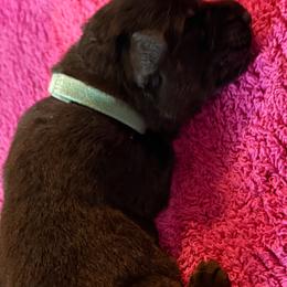 Boy 2 - male German Shepherd puppy in Yorkville, Illinois from Vom Archbold Haus World Class German Shepherds