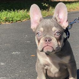Boy 2 - Tricolors French Bulldog puppy in New Jersey from Couture_frenchies
