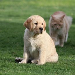 Labrador Retriever Puppies from High Roller Labradors