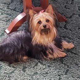 Yorkshire Terriers from Tracie's Yorkies