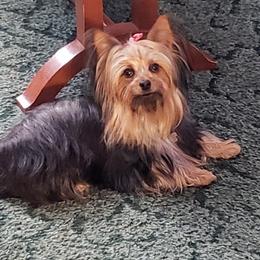 Yorkshire Terriers from Tracie's Yorkies
