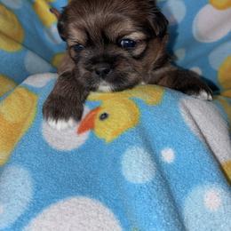 Chilli - female Shih Tzu puppy in Kettering, Ohio from The Ruff Life Tribe
