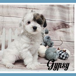 Gypsy - Parti female Schnoodle puppy in Lebanon, Missouri from Cedar Glades Canines