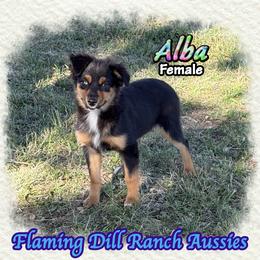 Alba - Black tri female Miniature Australian Shepherd puppy in Forestburg, Texas from Flaming Dill Ranch Aussies