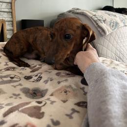 Ivy - Dachshund