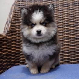 Buzz - Black and white male Pomsky puppy in Mesa, Arizona from Platinum Pomskies