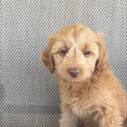 Cloud - Red  female Goldendoodle puppy in Point, Texas from Tiny Paws Goldendoodles