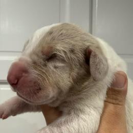 Jamison - Merle male Great Dane puppy in Florida from Beachside Kennels