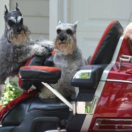 Miniature Schnauzers from Attaway Miniature Schnauzers