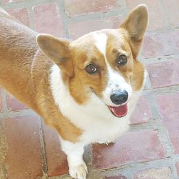 Hope - Pembroke Welsh Corgi