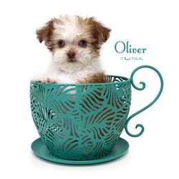 Orville - Apricot male Mi-Ki puppy in Elizabeth, Colorado from Royal T Mi-Kis