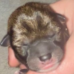 Sesame AKC - Sesame male Shiba Inu puppy in Clewiston, Florida from Animal Farm Shiba Inus & Mameshibas