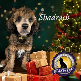 Poodle Puppies from Impressive Cartwright Poodles