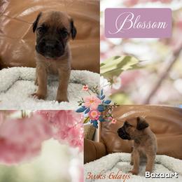 Blossom - Fawn female Cane Corso puppy in San Isidro, Texas from MTZCC Ranch, LLC