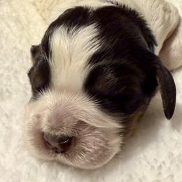 Ranger - Black white and tan male English Springer Spaniel puppy in Madison, Indiana from McCollough's Pawsome Spaniels and Danny's Delightful Dachshunds