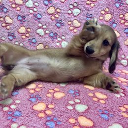 Orange Collar Girl - Cream female Dachshund puppy in Stillwater, Oklahoma from Extreme Cream Doxie Ranch